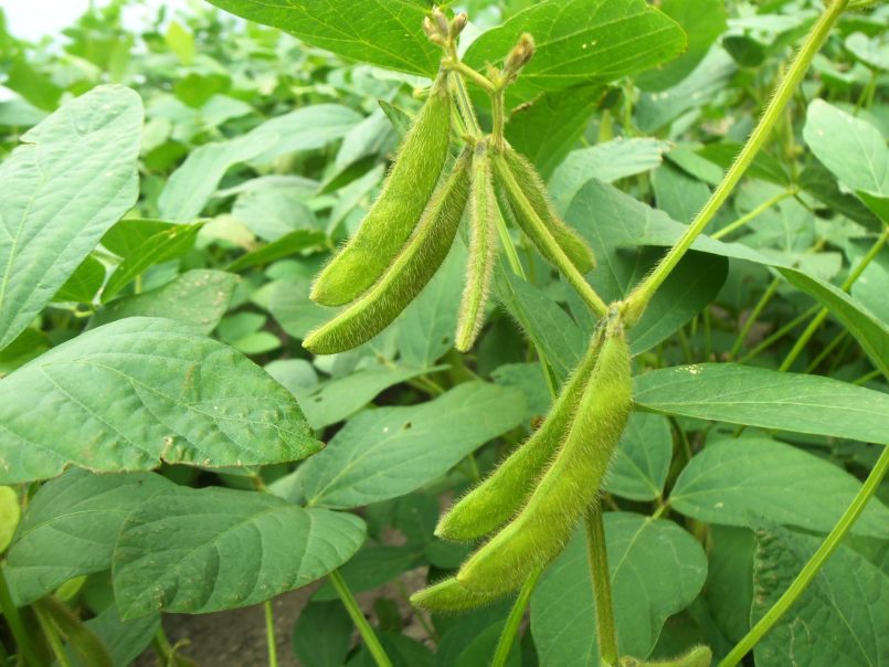 Soy beans.