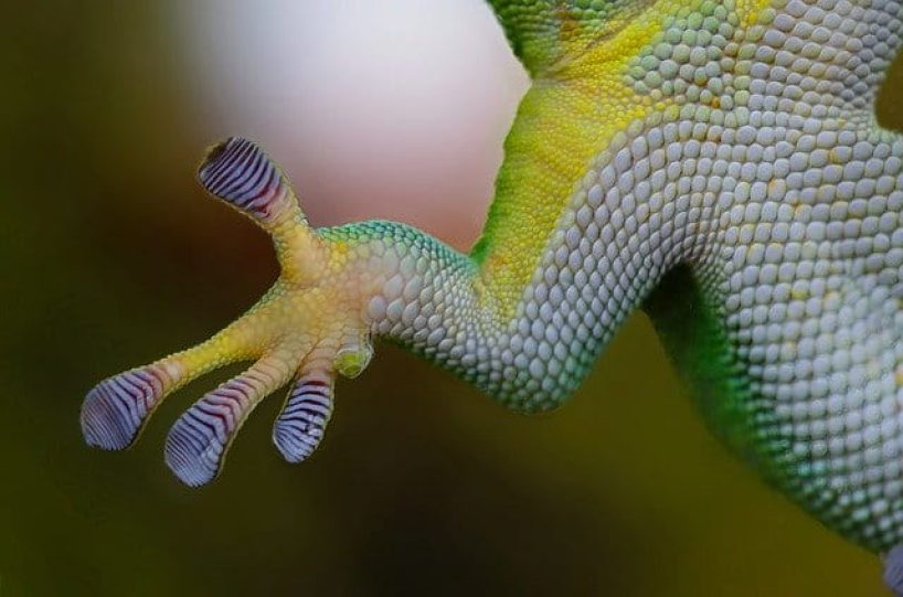 A gecko as symbol image.