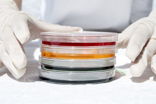 Hands in white protective gloves to the left and right of a petri dish.