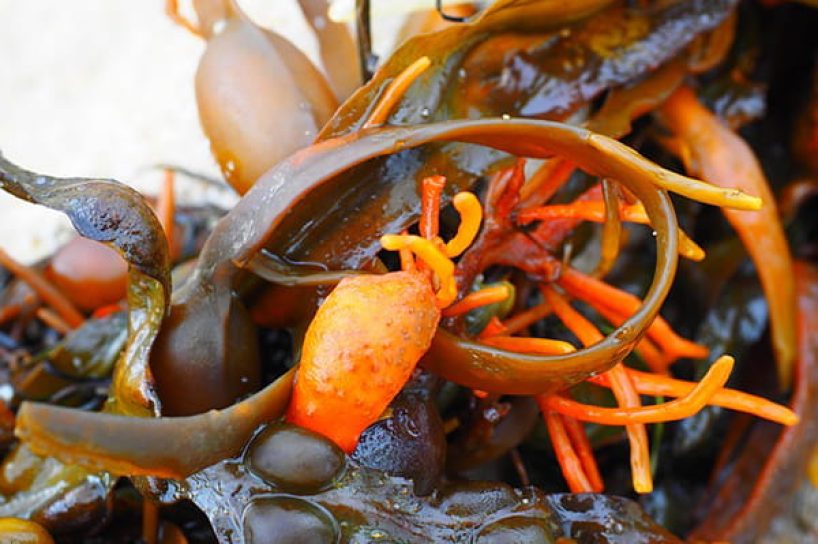 Brown algae as a symbolic image.