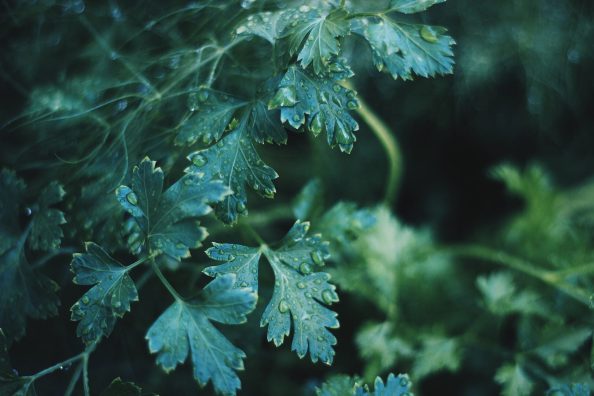 Green leaves with drops of water.