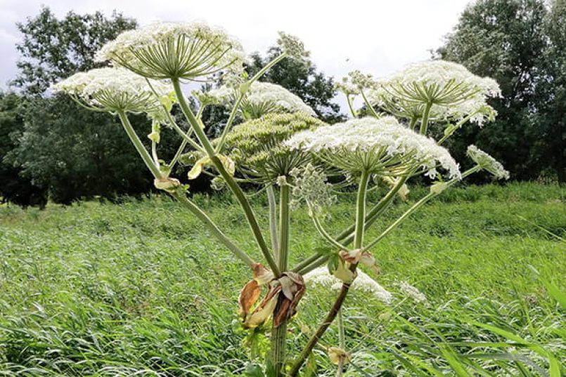 Symbolic image: Golpar growing in a meadow.