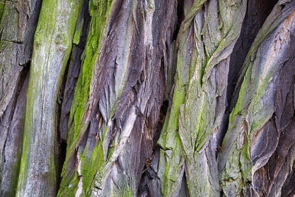 A close-up of tree bark.