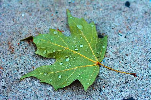 A green leaf lies on a concrete surface.