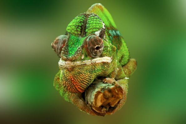 Chameleon on a branch.