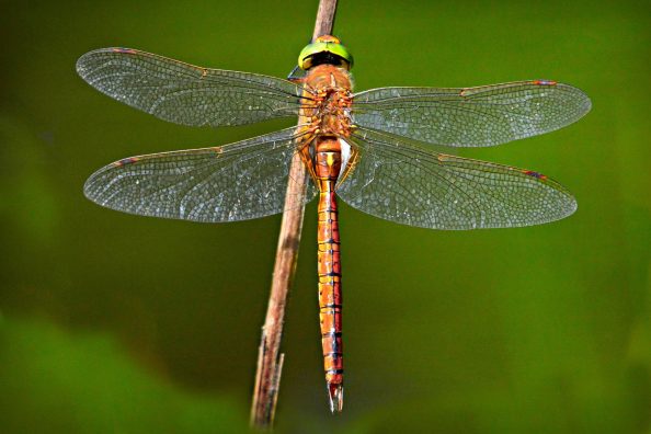 Dragonfly with spread wings on a stem.