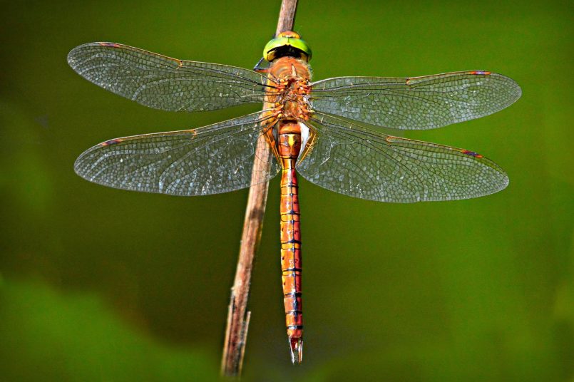 Dragonfly with spread wings on a stem.