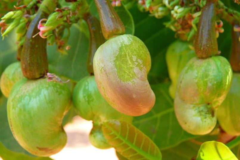 Cashews on a tree.