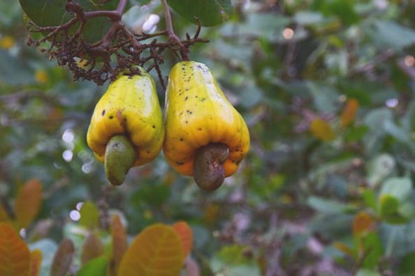 Cashews on the tree.