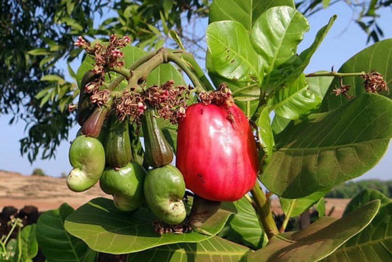 A cashew fruit on the tree.