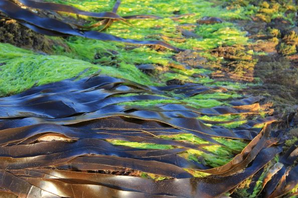 Algae and seaweed.