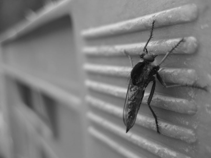 Mosquito on a transport box.