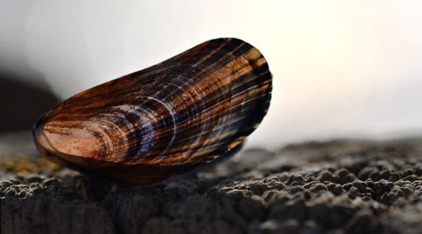 A mussel.