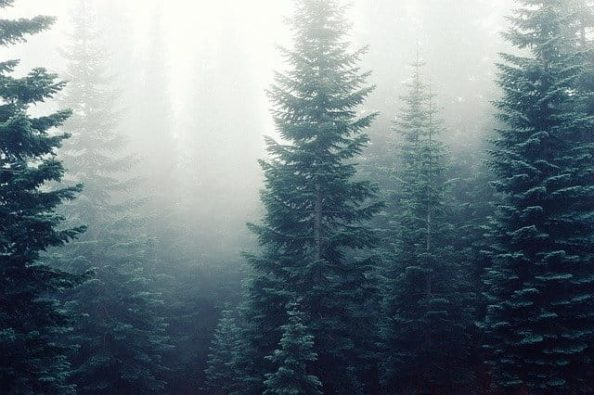 Fir trees as a symbolic image.