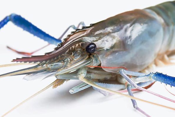 A shrimp as a symbolic image.