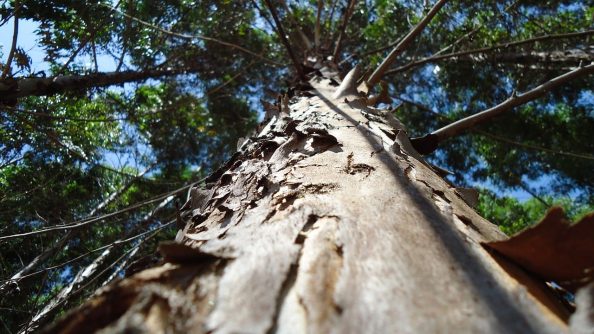 A eucalyptus tree with focus on the bark.