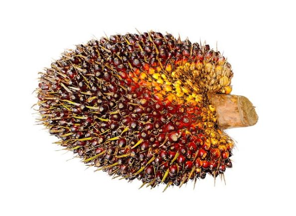 An oil palm fruit as symbolic image.