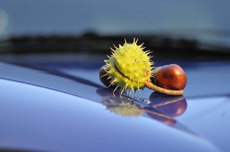 Chestnut on the hood of a car.