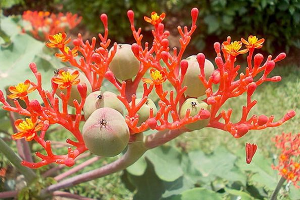 A Jatropha plant.