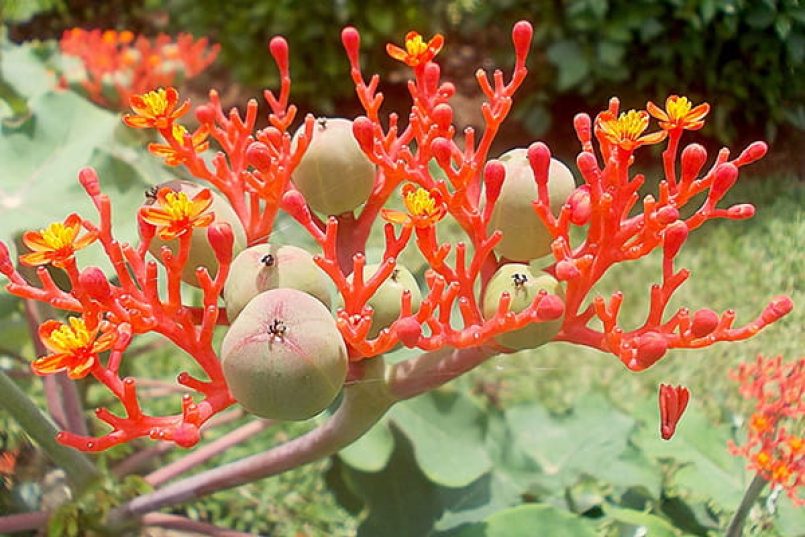 A Jatropha plant.