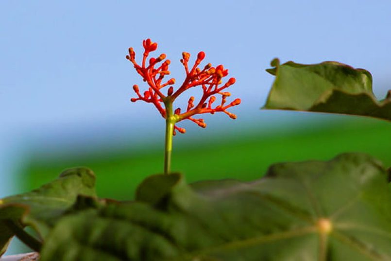 A Jatropha plant.