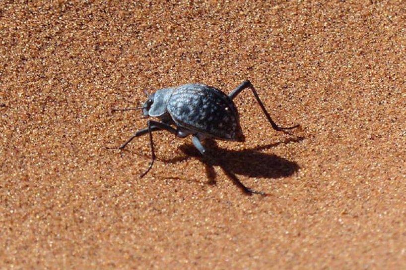 A beetle in the Namib as a symbolic image.