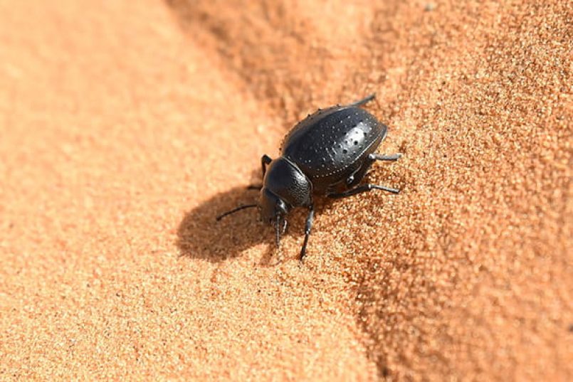 Ein Nebeltrinkerkäfer in der Wüste.