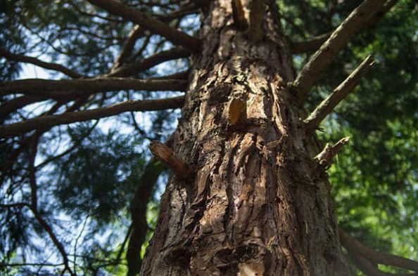 A coniferous tree with focus on the bark as a symbol image.