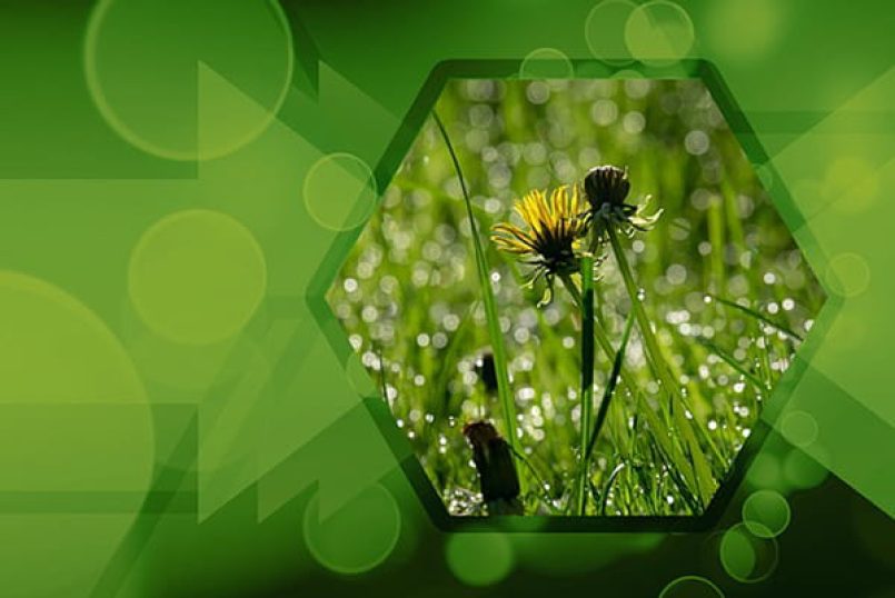 Dandelion in a hexagon with green background.