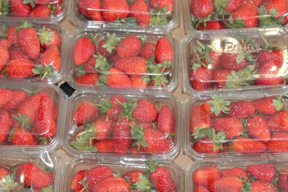 Strawberries in plastic containers as a symbolic image.