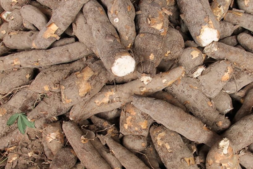 Manioc.