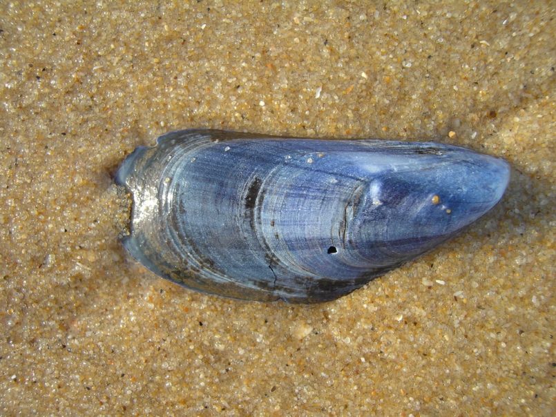 A mussel as symbol.