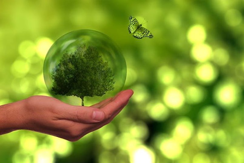 One hand holds a tree as a symbol of sustainability.