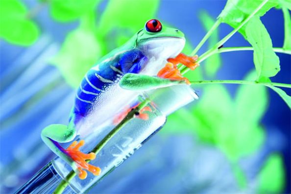 A frog on a test tube.