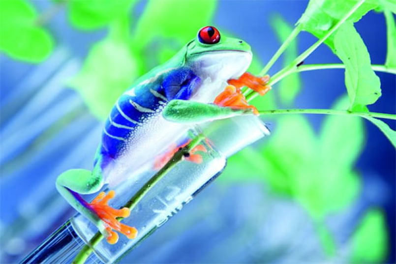 A frog on a test tube.