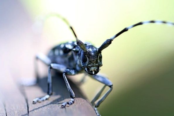 A longhorn beetle.