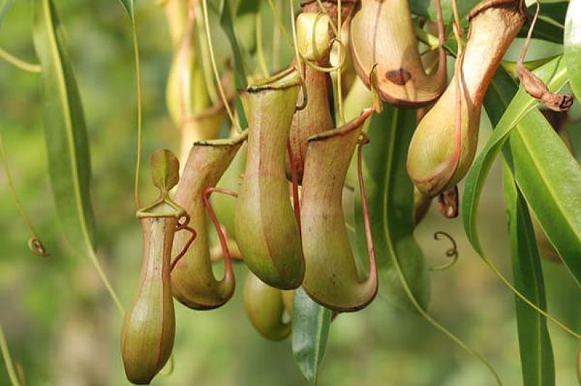 A pitcher plant as a symbol image.