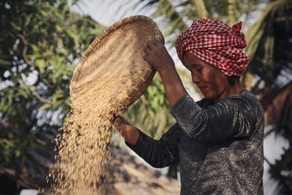 A woman pours rice husks from a basket.