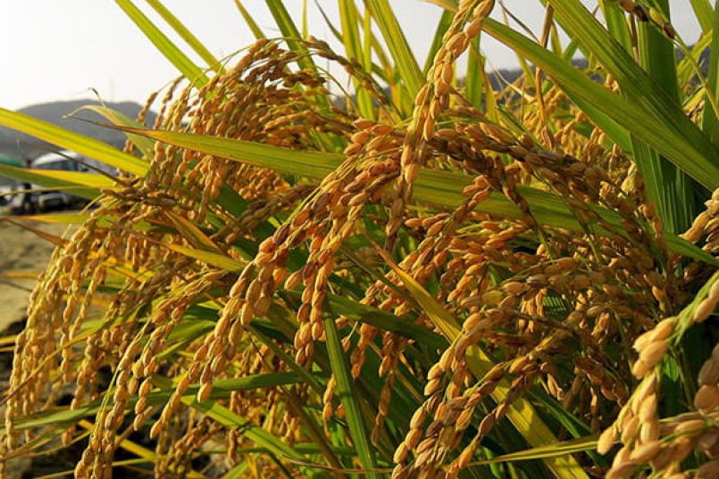 Rice in a field as a symbolic image.