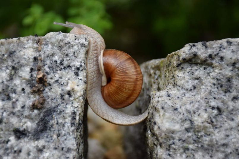 A snail on rocks.