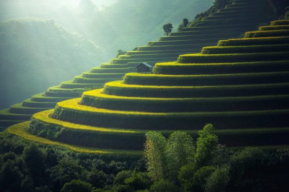 Rice plantations laid out in terraces.