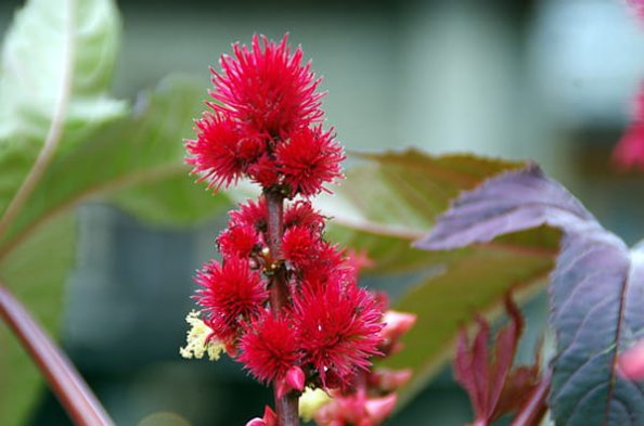 Castor bean fruits on the plant as a symbolic image.