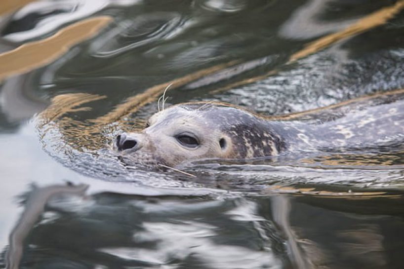 A seal swimming.