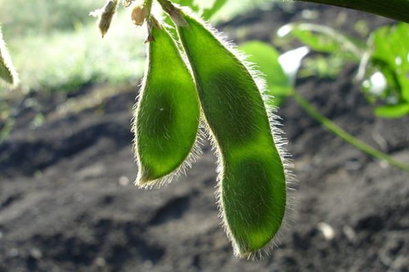 Soy beans.