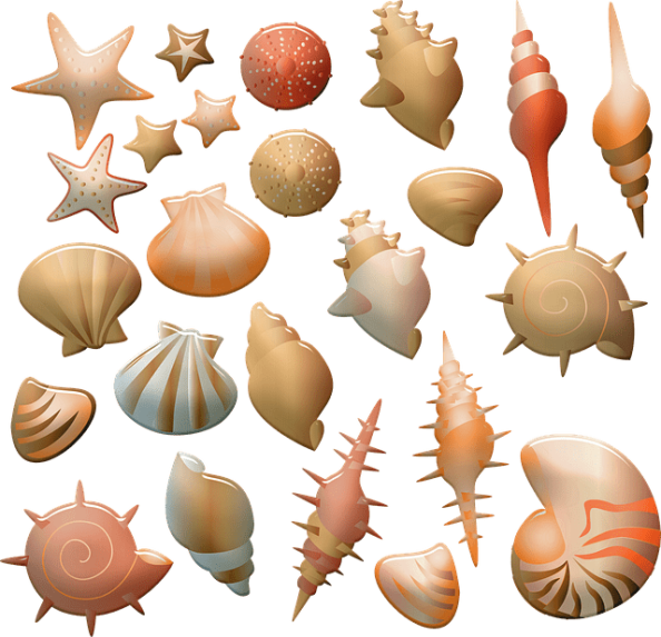 Different sea shells as a symbol.