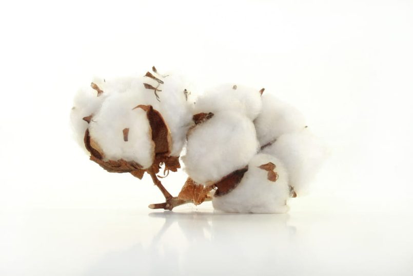 White cotton on a brown branch.