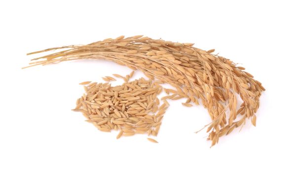 Brown stems with elongated grains