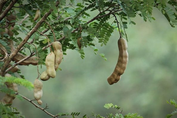 A tamarind fruit on the tree.