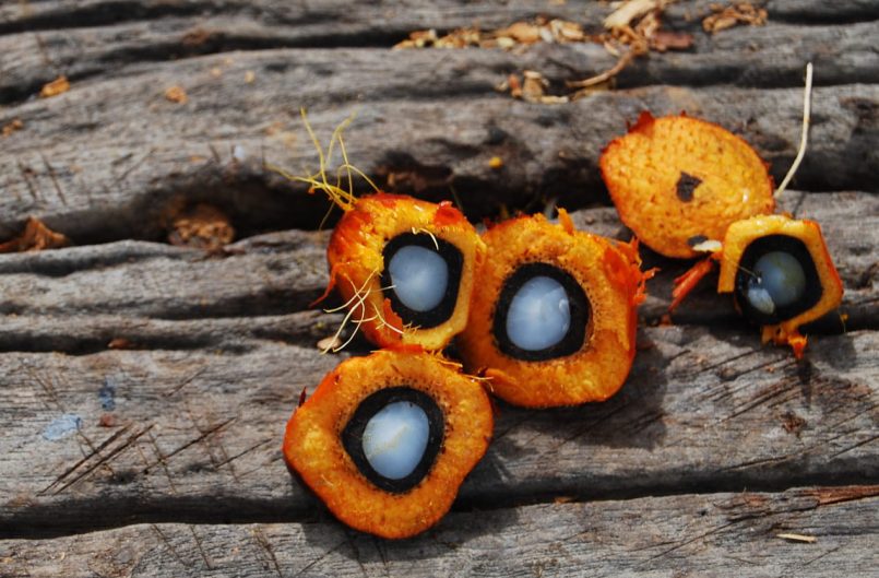 Yellow fruits with a white core on a wooden base.