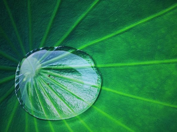 Water drop on a green leaf.